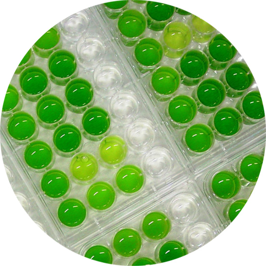 ALGAE