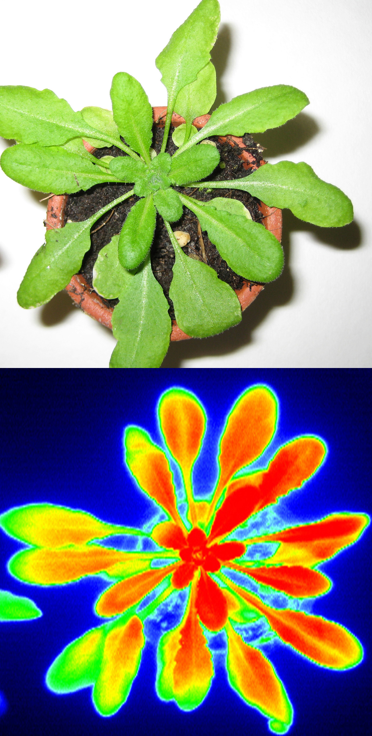 photobiolab