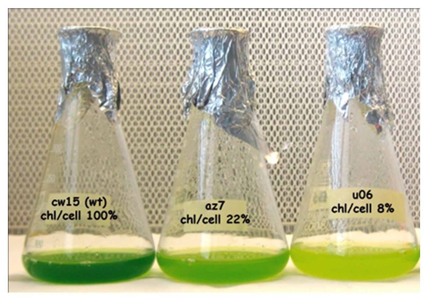 photobiolab